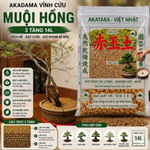 muội hồng